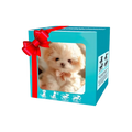 Cute Robotic Puppy Cat
