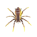 Natural Movement Spider Lures